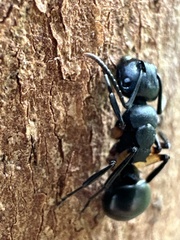 Polyrhachis femorata