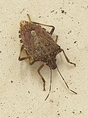 Halyomorpha halys