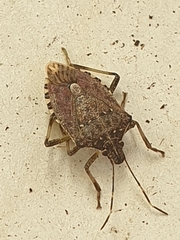 Halyomorpha halys