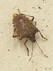 Halyomorpha halys