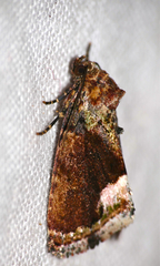 Deltote varicolora