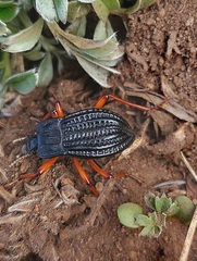 Epipedonota nitida
