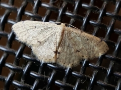 Idaea pilosata