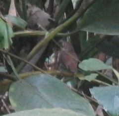 Pellorneum rostratum