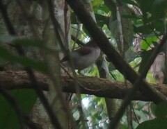 Pellorneum rostratum