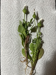 Urospermum picroides