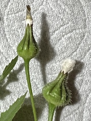 Urospermum picroides