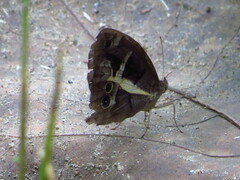 Posttaygetis penelea