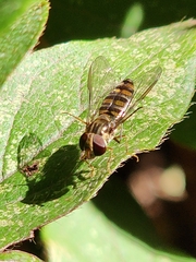Episyrphus balteatus