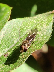 Episyrphus balteatus