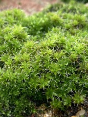 Syntrichia montana