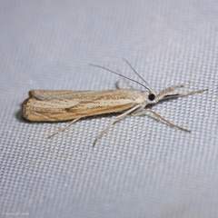 Agriphila attenuatus