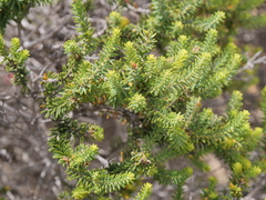 Melaleuca densa