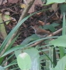 Pellorneum rostratum