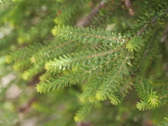 Melaleuca densa