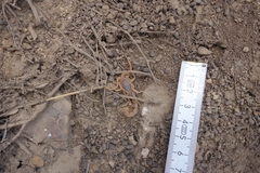 Parabuthus planicauda