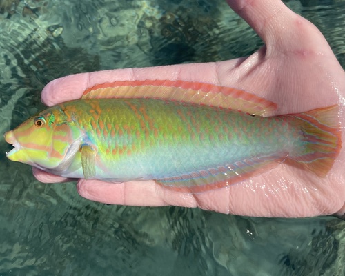 Blackear wrasse (Halichoeres poeyi) — Labridae — 2