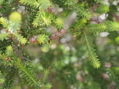 Melaleuca densa
