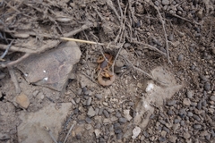 Parabuthus planicauda