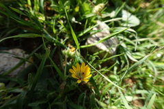 Cucullia calendulae