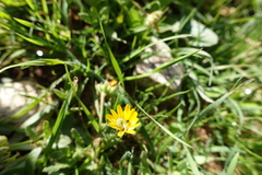 Cucullia calendulae