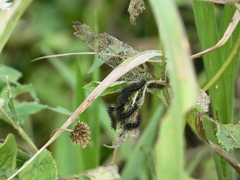 Chlosyne lacinia saundersi
