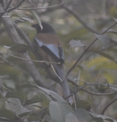 Dendrocitta vagabunda