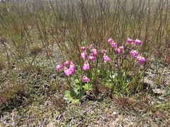 Craterostigma wilmsii