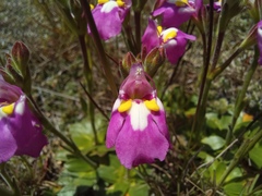 Craterostigma wilmsii