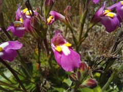 Craterostigma wilmsii