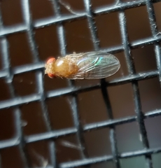 Drosophila immigrans