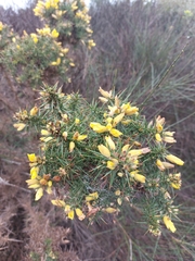 Ulex europaeus