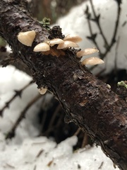 Panellus