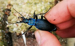 Carabus intricatus