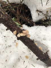 Panellus