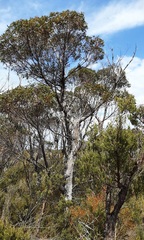 Eucalyptus ligustrina