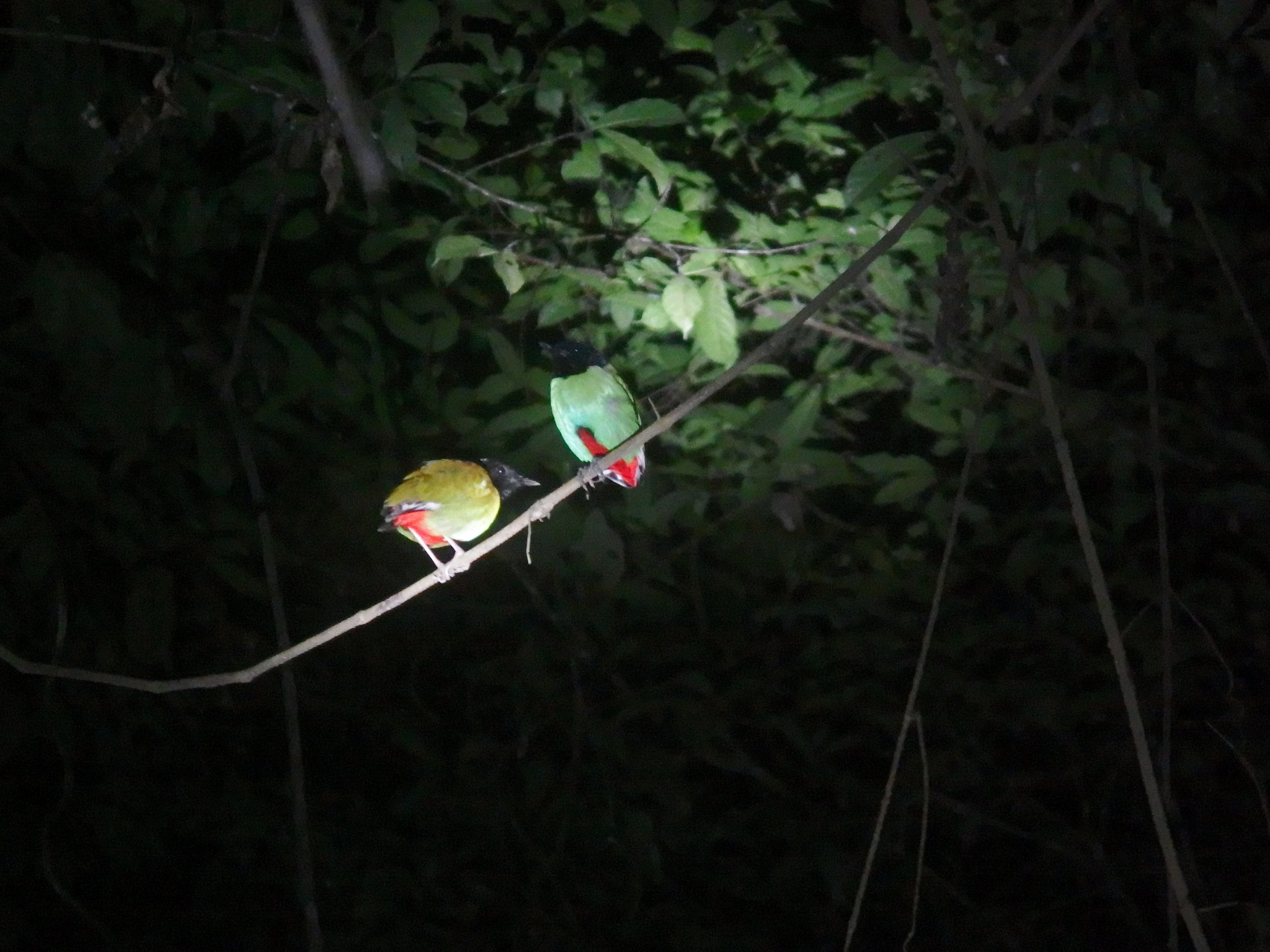 Western Hooded Pitta