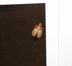 Anoplognathus olivieri