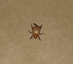 Anoplognathus olivieri