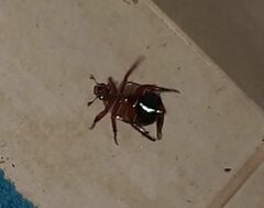 Anoplognathus olivieri