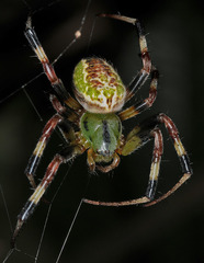 Araneus guttatus