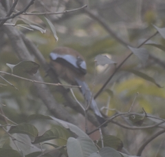 Dendrocitta vagabunda