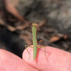 Orthodera