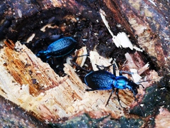 Carabus intricatus