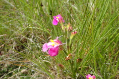 Craterostigma wilmsii