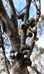 Eucalyptus ligustrina