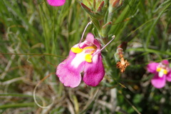 Craterostigma wilmsii
