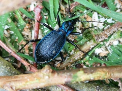 Carabus intricatus