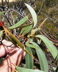 Eucalyptus ligustrina