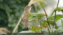 Acrocephalus orientalis